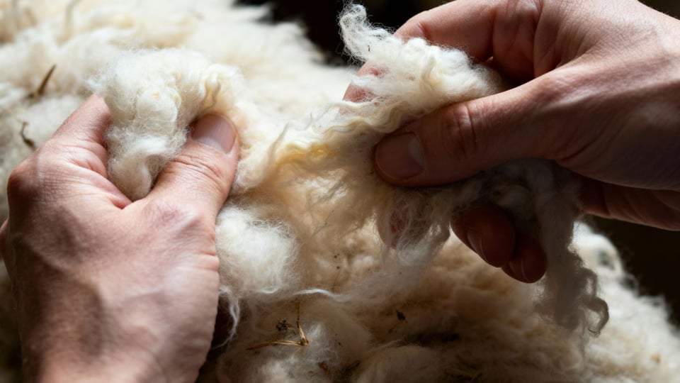 Australian Wool being hand processed