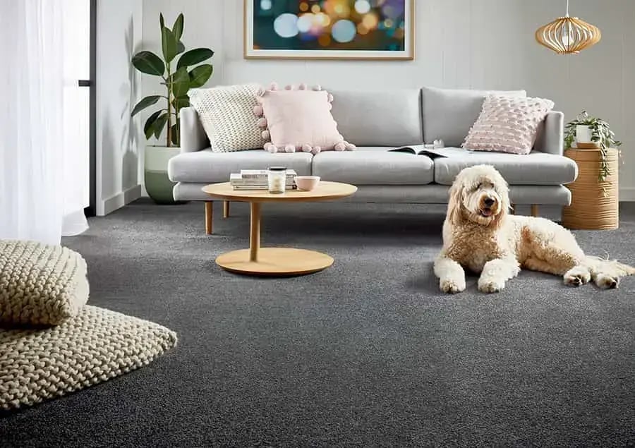 Grey Carpet with Couch in Living Room with Dog 