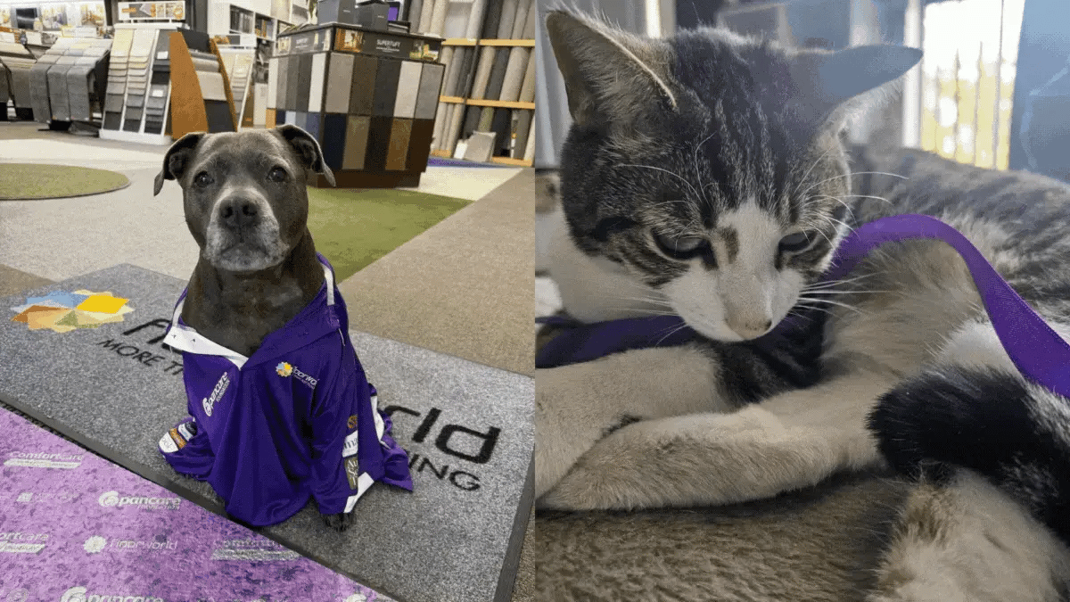 Pancare Pets of 2025